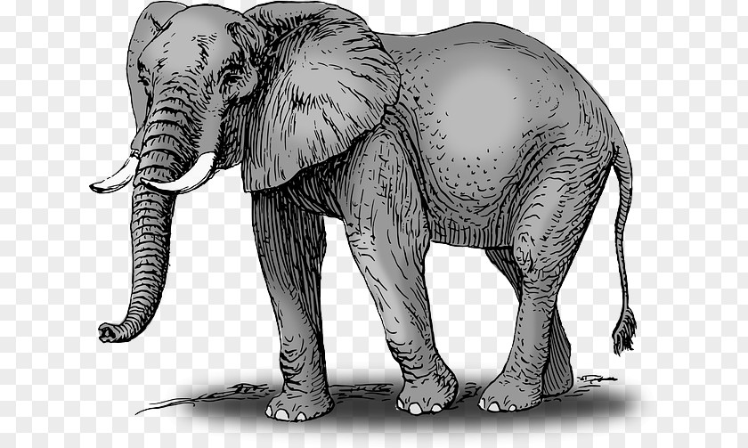African Bush Elephant Drawing Elephantidae Clip Art PNG