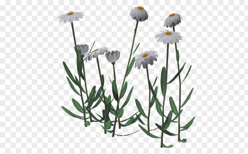 Cut Flowers Plant Stem Herb PNG