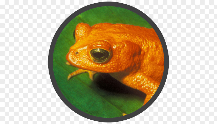 Frog Monteverde Cloud Forest Golden Toad Extinction PNG