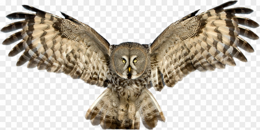 Great Grey Owl Horned Snowy PNG