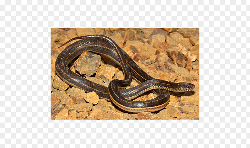 Snake Garter Kingsnakes Anguidae Terrestrial Animal PNG