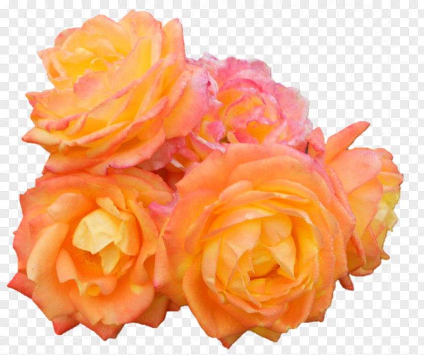 Flower Garden Roses Cabbage Rose Floribunda Cut Flowers Floristry PNG