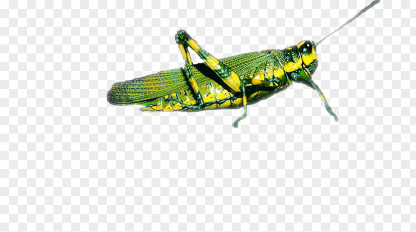 Green Grasshopper Locust Caelifera PNG