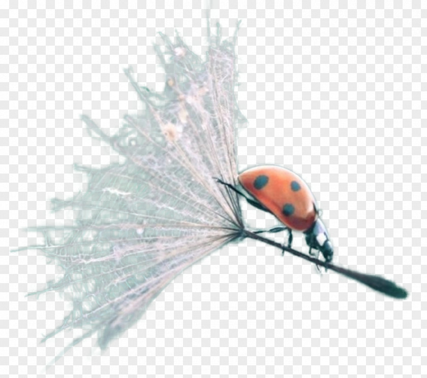 Insect Lady Bird PNG