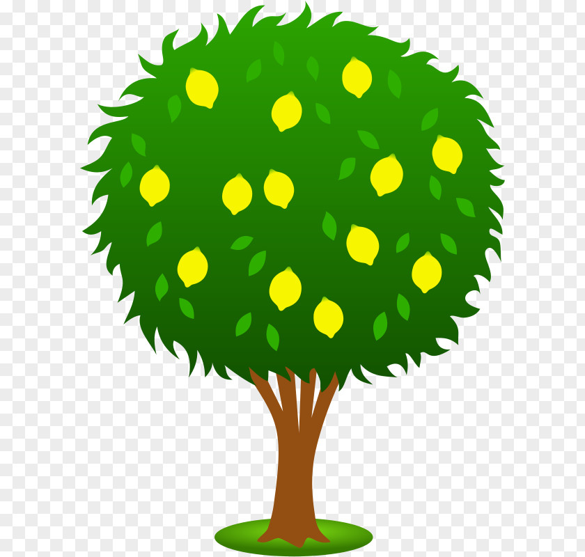 Lemon Grass Fruit Tree Clip Art PNG