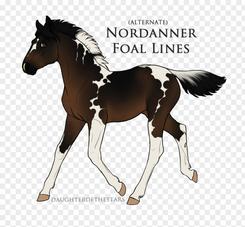 Mustang Stallion Foal Pony Mare PNG