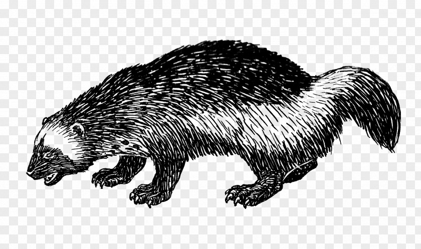 The Junior Woodchucks Mink Clip Art PNG