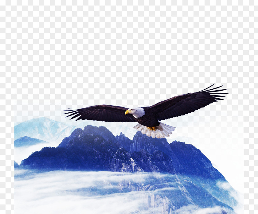 Mountain Eagle Bald Poster Hawk PNG
