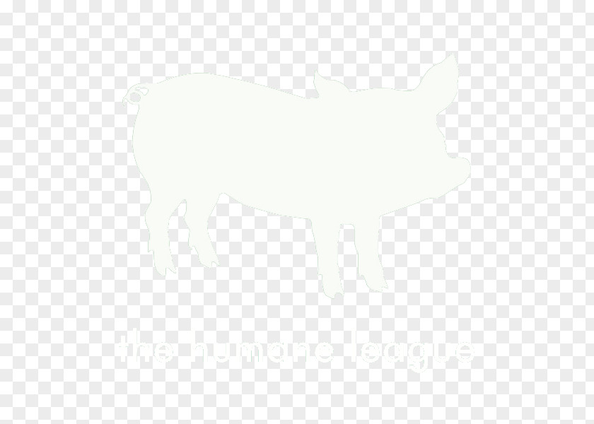 Pig White Snout Tail Wildlife PNG