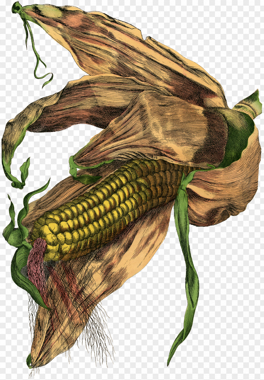 Bundled Maize Plant Corn Illustration Photograph Image Grain PNG