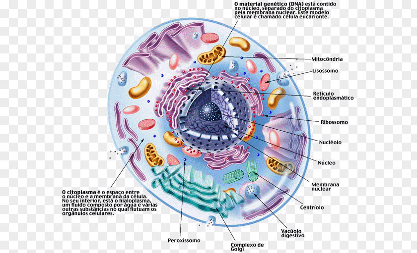 Diafragma Cell Cèl·lula Eucariota Ribosome Eukaryote Animal PNG