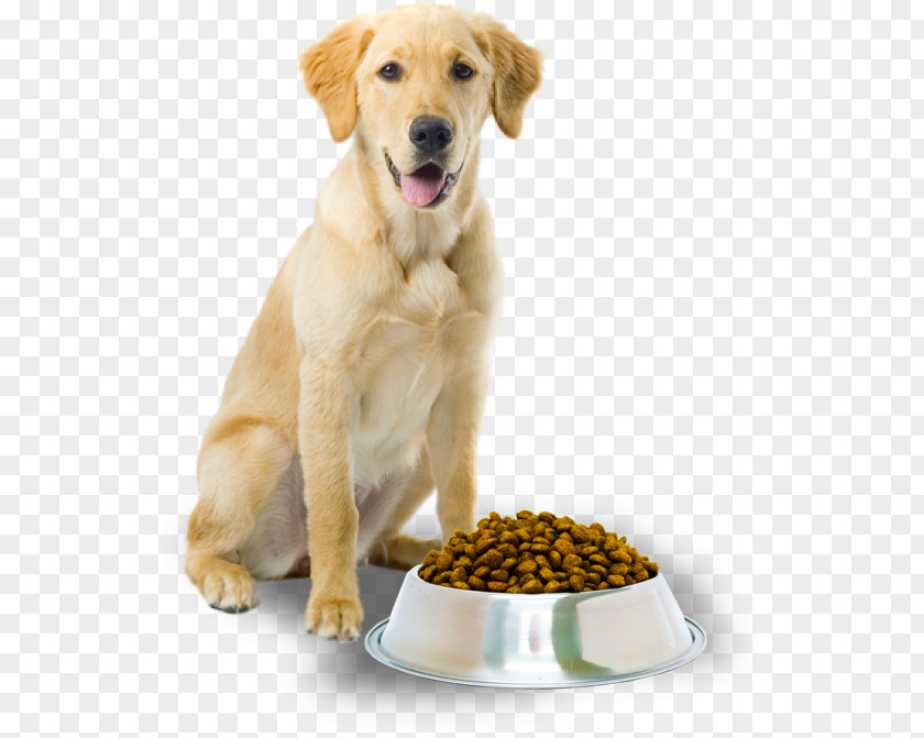 Dog Food Cat Pet Grooming PNG