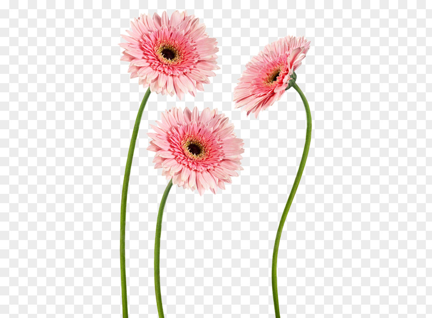 Hoa Hồng Transvaal Daisy Cut Flowers Decal Sticker PNG