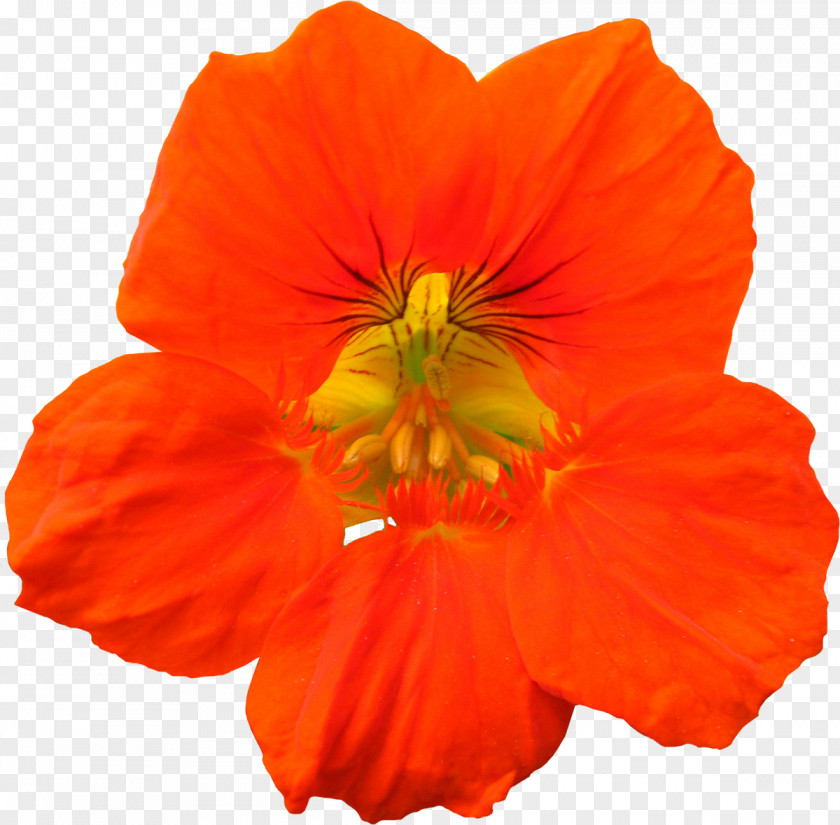 Orange Flower Cosmos Sulphureus Annual Plant Petal Herbaceous PNG