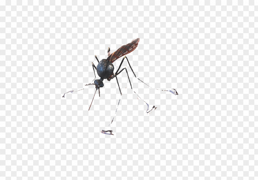 Single Mosquito Insect Pest Pattern PNG