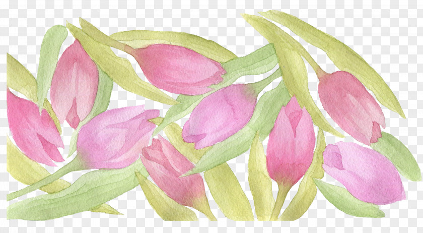 Tulip Shading Watercolor Painting PNG