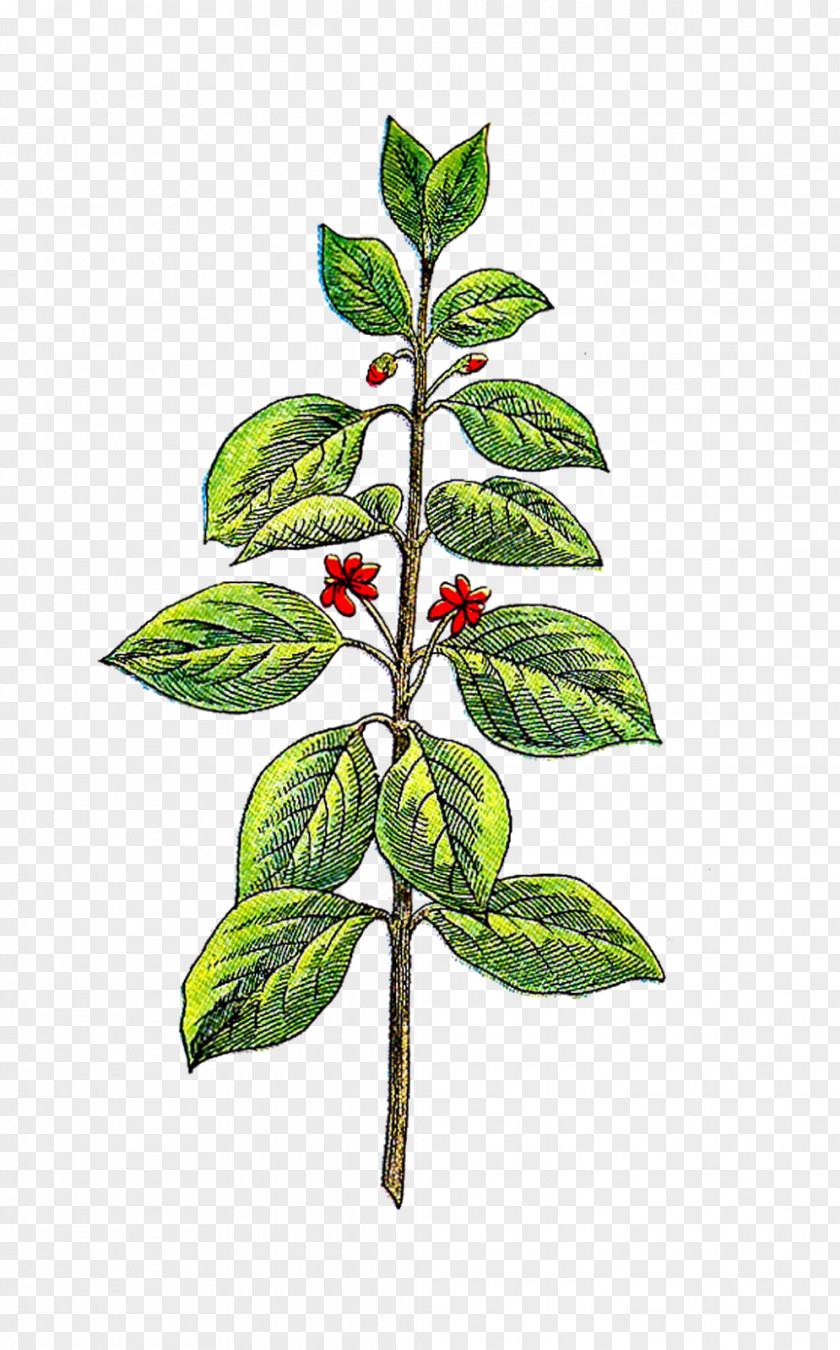 Vintage Herb Cliparts Plant Clip Art PNG