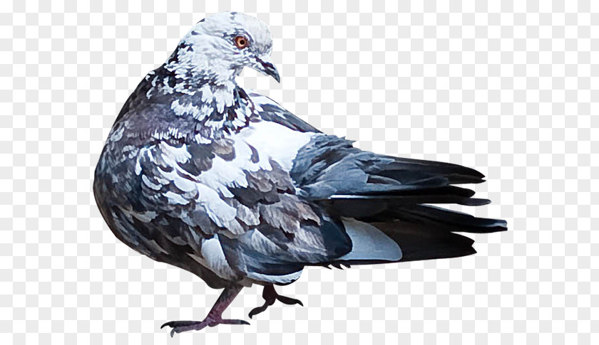Bird Columbidae Domestic Pigeon Stock Dove Clip Art PNG