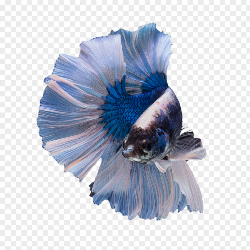 Fish Siamese Fighting Butterfly Tail Veiltail Blue Emerald Green Betta PNG