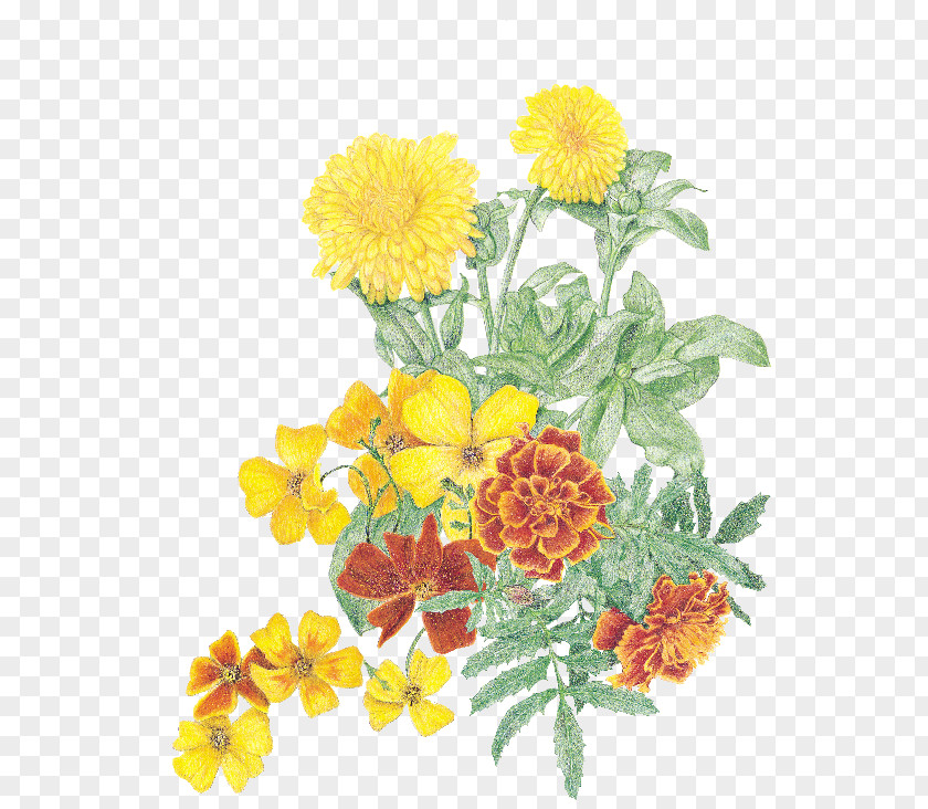 Marigold Herb Cut Flowers Calendula Officinalis Gardening PNG