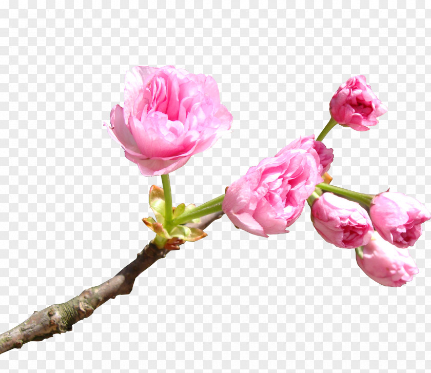 Pink Cherry Blossoms National Blossom Festival Cerasus PNG