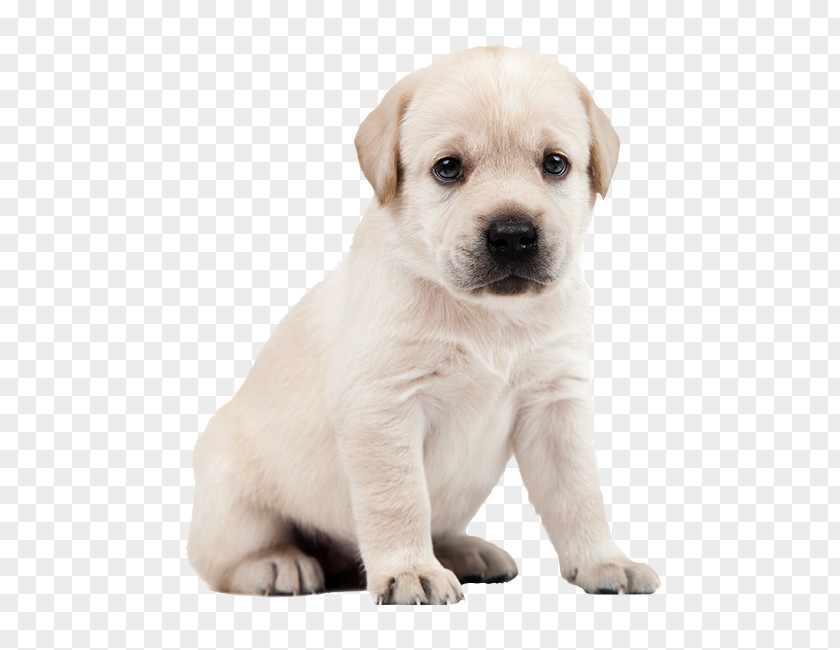Puppy Labrador Retriever Dog Breed Companion PNG