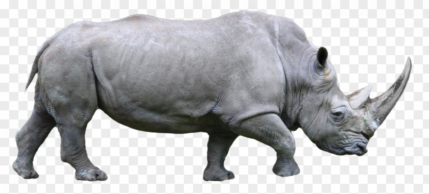 Rhino Western Black Rhinoceros 3D PNG