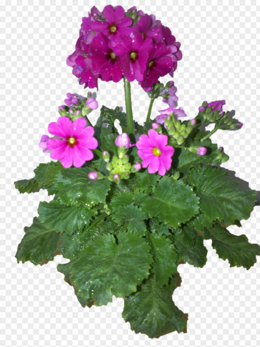 Rich Flowers Vervain Annual Plant Herbaceous Primrose PNG