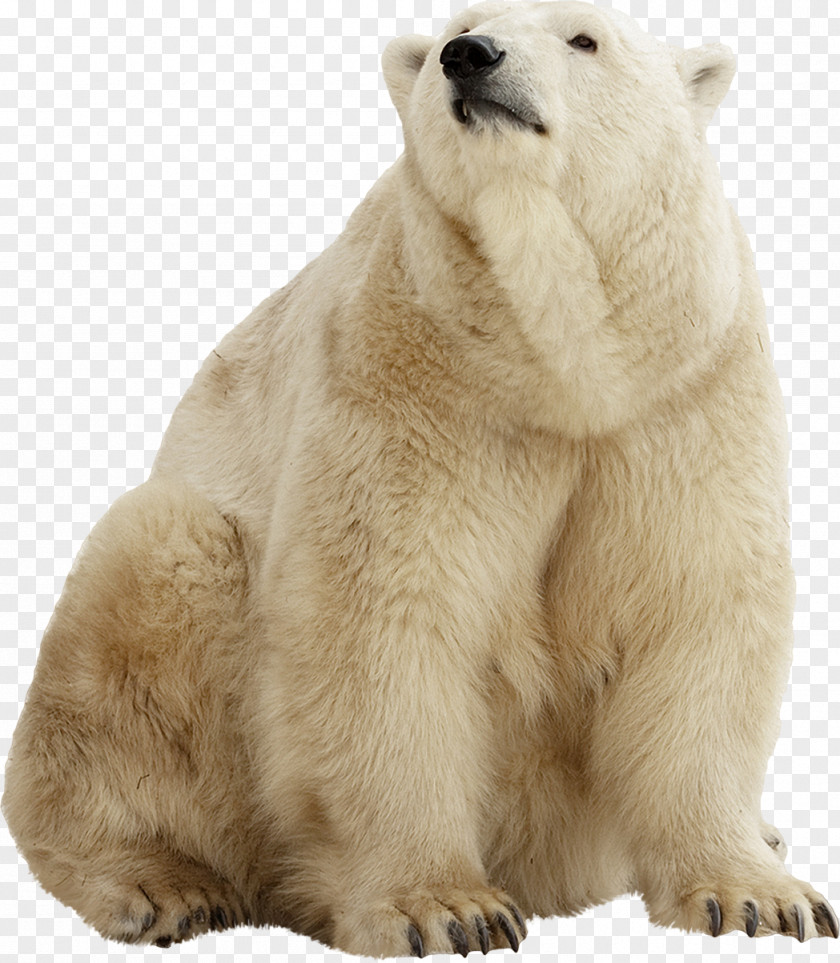 Bear Polar Brown American Black Stock Photography PNG