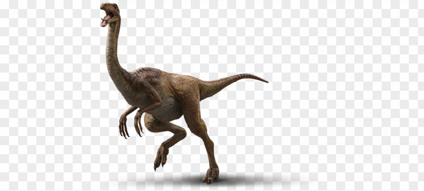 Dinosaur Velociraptor Gallimimus Tyrannosaurus Parasaurolophus Triceratops PNG