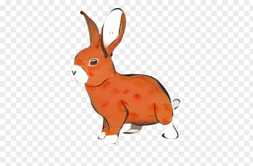 Domestic Rabbit Hare Snout Orange S.A. PNG