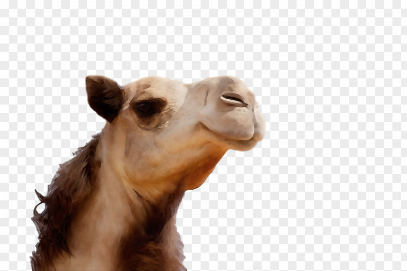 Dromedary Snout Camels Science Biology PNG