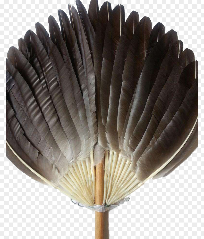 Feather Fan Hand PNG