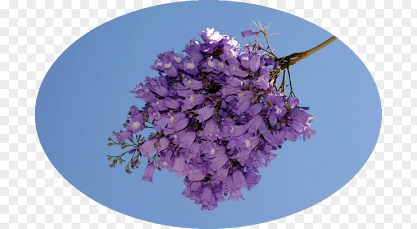 Lilac Cherry Blossom ST.AU.150 MIN.V.UNC.NR AD PNG