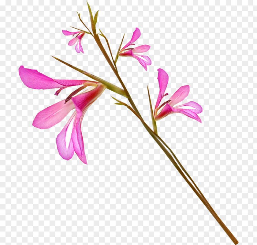 Photography Flower Clip Art PNG