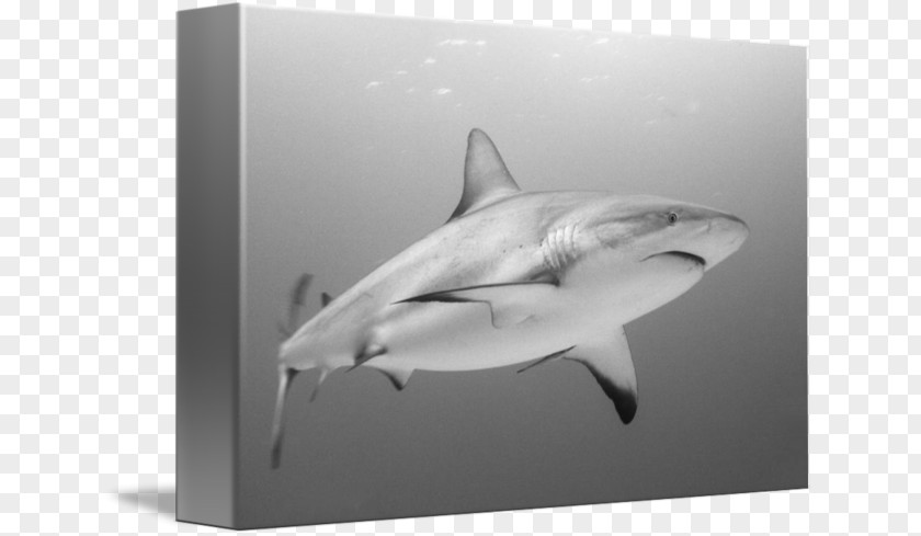 Reef Shark Tiger Great White Requiem Sharks PNG