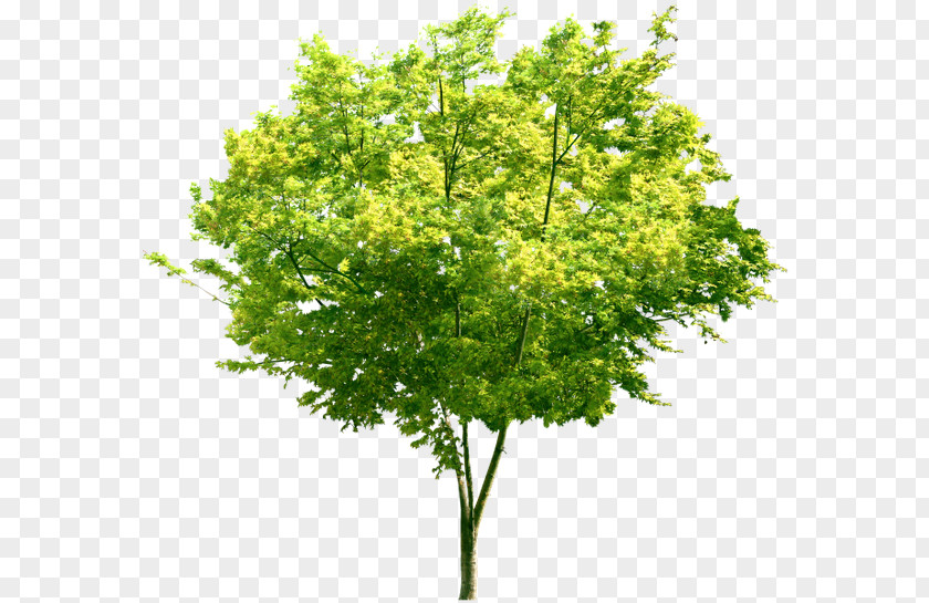 Tree Clip Art Image Shrub PNG