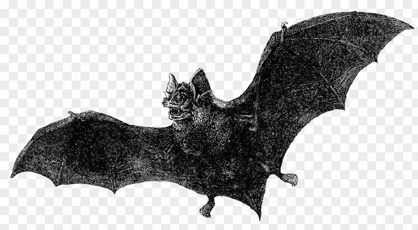 Bat Dracula Vintage Clothing Book PNG