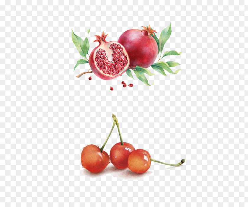 Cherry Pomegranate Watercolor Painting Illustration PNG