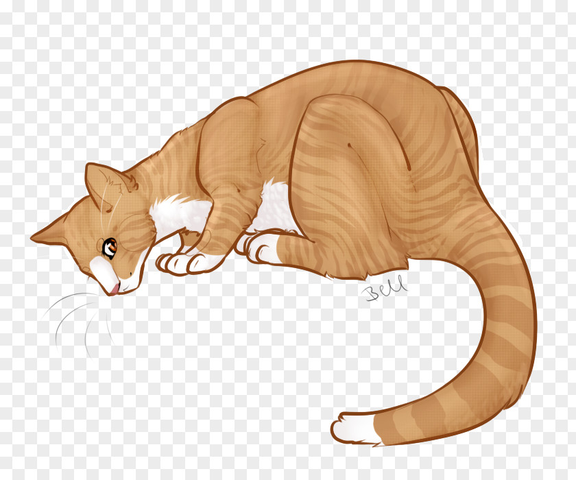 Kitten Whiskers Tabby Cat Dog PNG