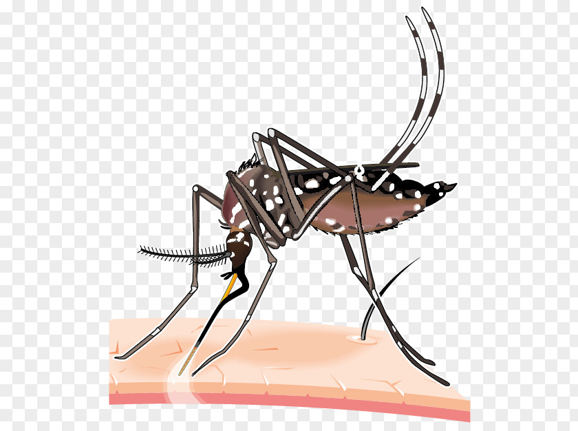 Mosquitoborne Disease 2015–16 Zika Virus Epidemic Yellow Fever Mosquito Dengue PNG