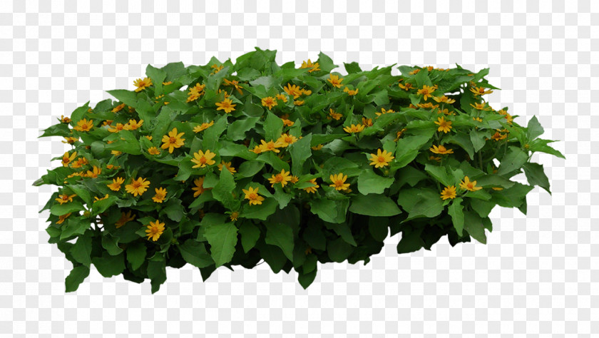 Plant Yellow Flowers Shrub PNG yellow flowers shrub clipart PNG