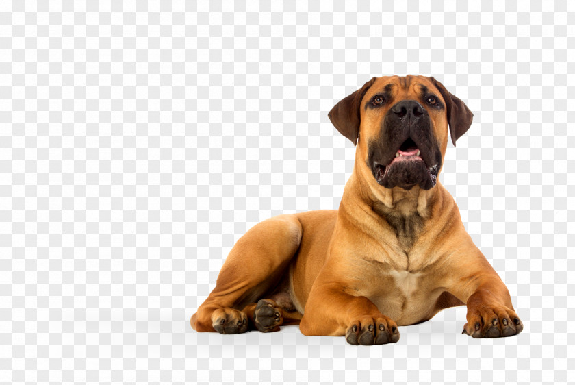 Puppy Boerboel English Mastiff Africanis Stock Photography PNG