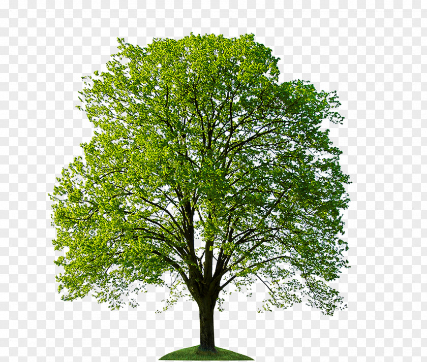 Tree Stock Photography Oak Bonsai PNG