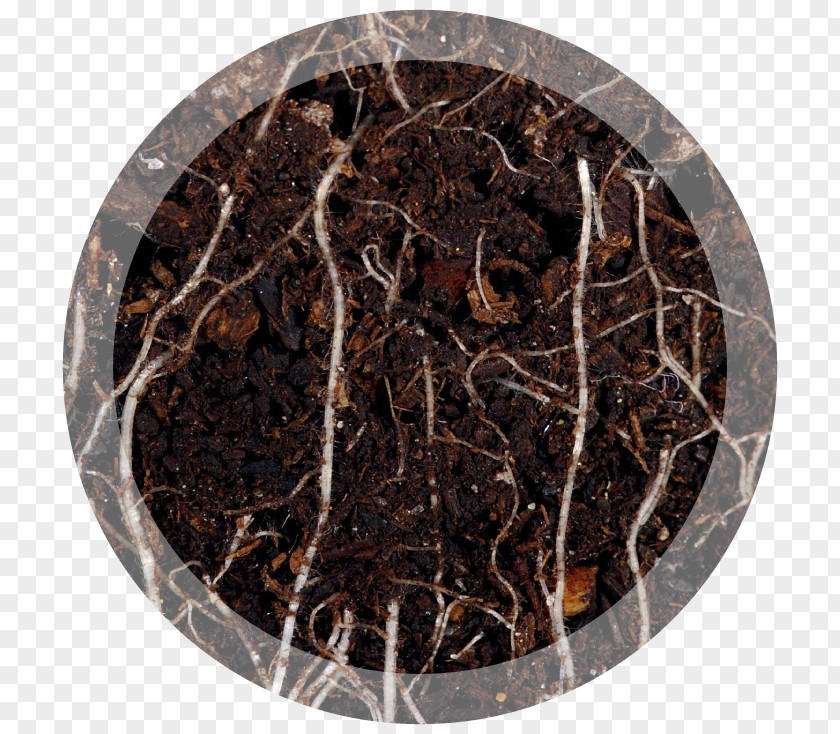 Turf Nutrient Soil Root Foliar Feeding Health PNG