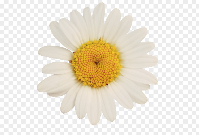Camomile German Chamomile Oxeye Daisy Flower PNG