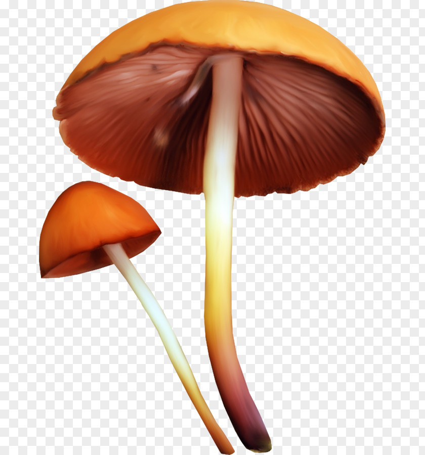 Mushroom Edible Fungus Clip Art PNG