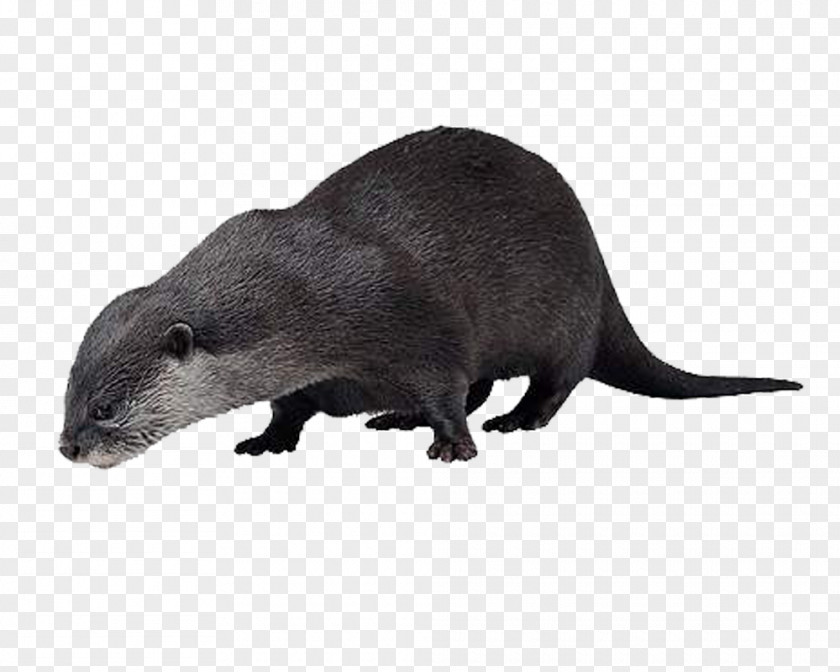 Otter Sea Animal Vole PNG