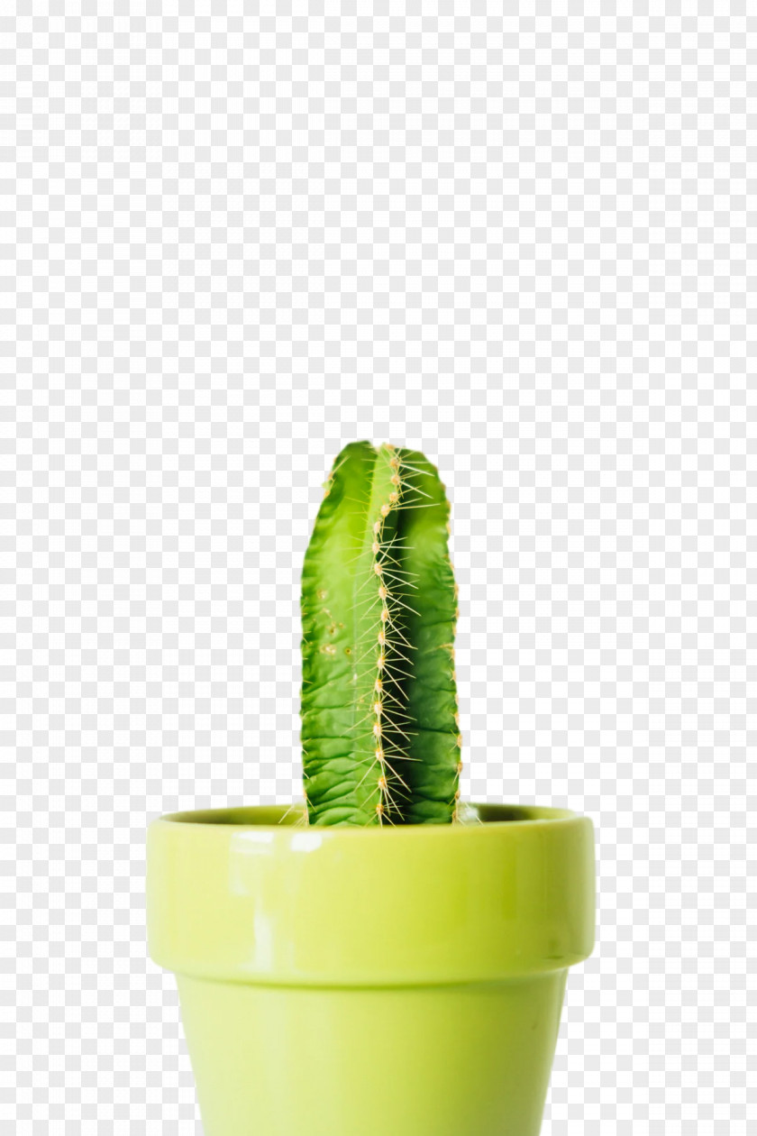 Plants Flowerpot Citroën Cactus M Biology Science PNG