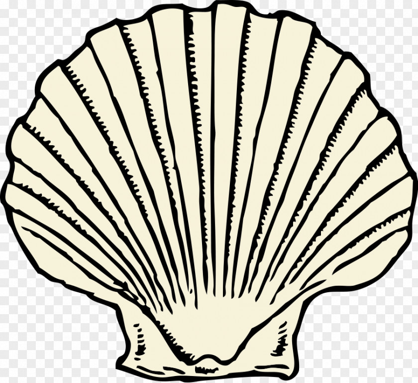Seashell Clam Invertebrate Clip Art PNG
